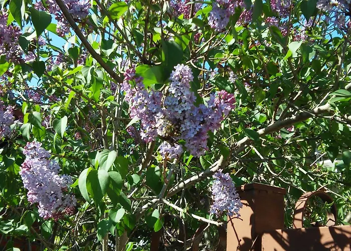 B&B La Magnolia